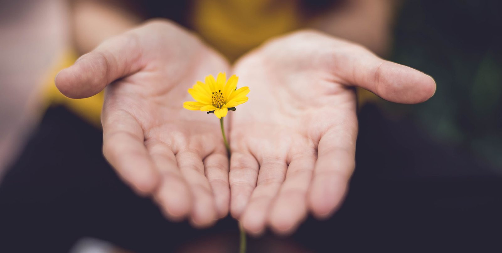 Zwei offene Hände, in denen eine gelbe Blume steht